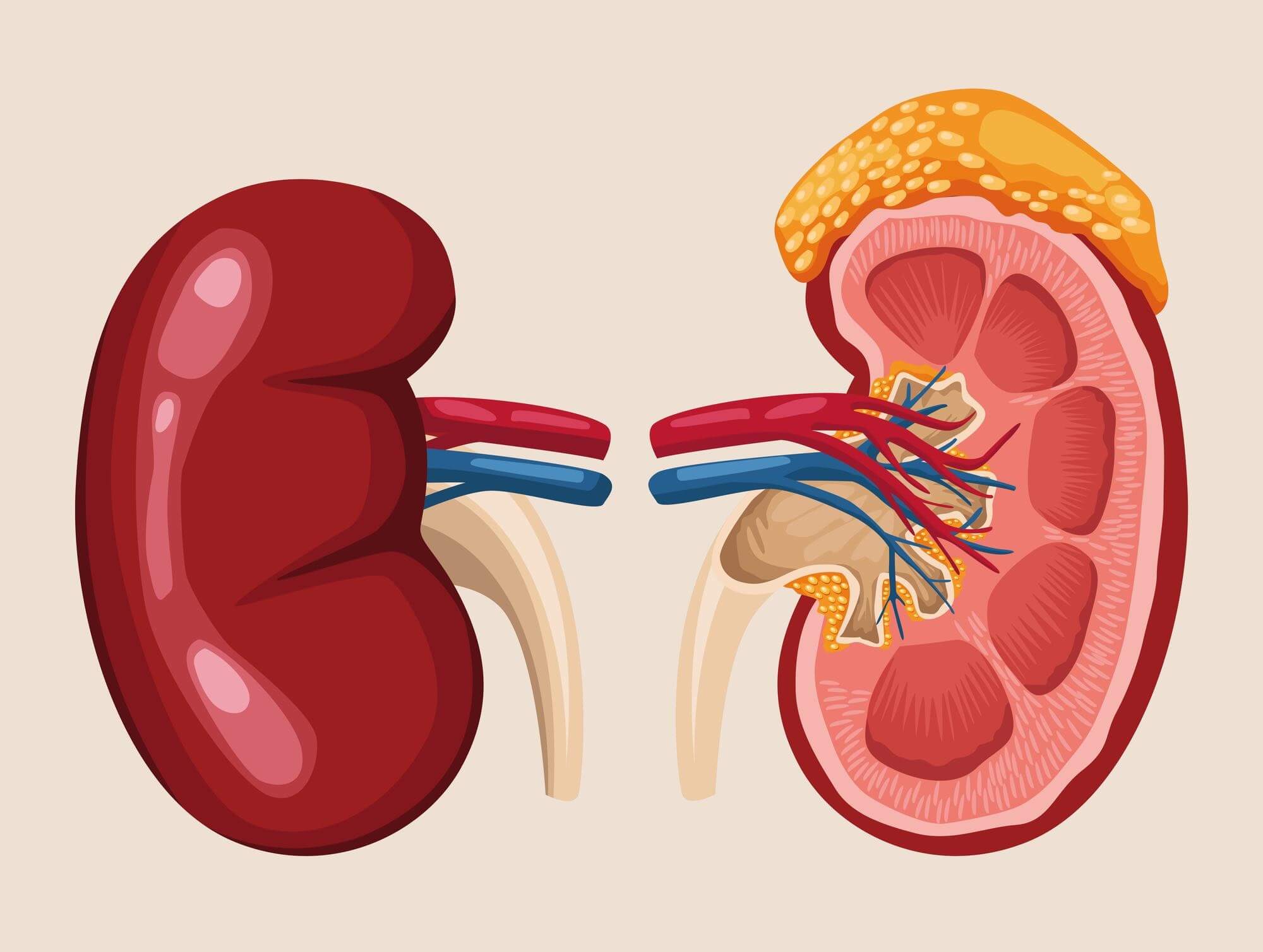 Read more about the article أمراض الكلى: الأعراض المبكرة، الأسباب، طرق الوقاية والعلاج