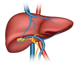 Read more about the article الكبد الدهني: الأعراض، الأسباب، طرق العلاج والوقاية