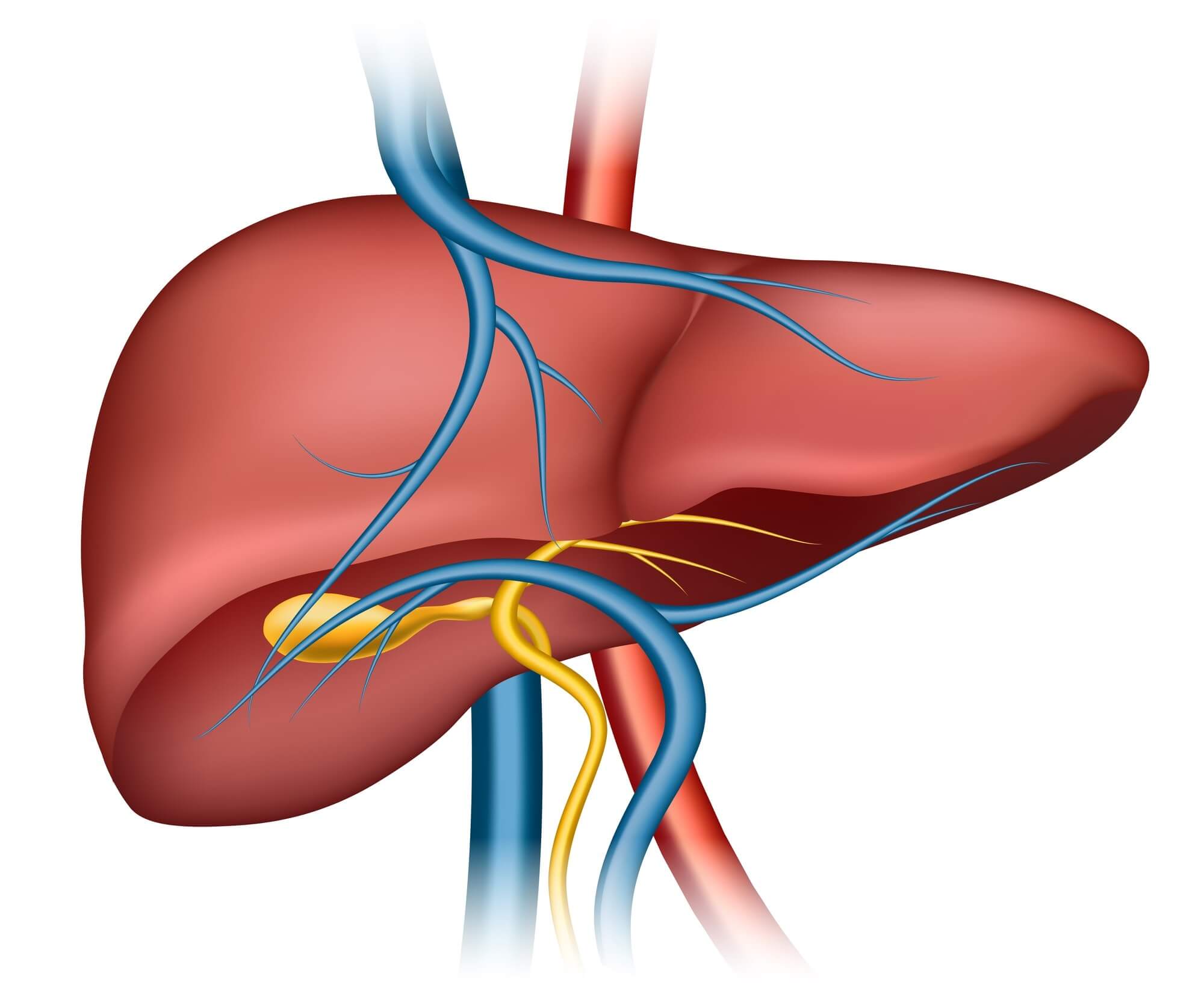 Read more about the article الكبد الدهني: الأعراض، الأسباب، طرق العلاج والوقاية